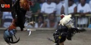 Giới Thiệu Về Đá Gà Nhà Cái U88